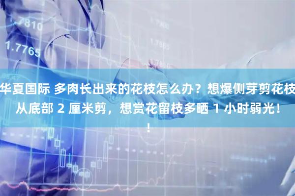 华夏国际 多肉长出来的花枝怎么办？想爆侧芽剪花枝从底部 2 厘米剪，想赏花留枝多晒 1 小时弱光！